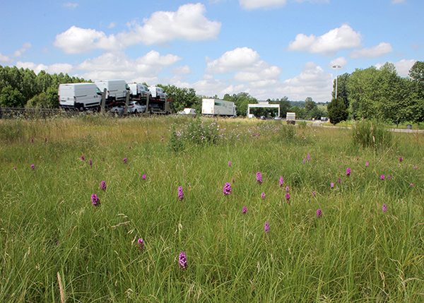 Anacamptis pyramidalis